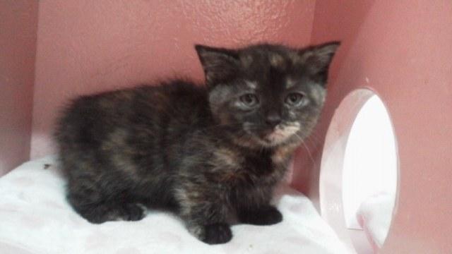 マンチカン足短