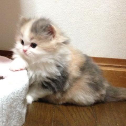 スコティッシュフォールド