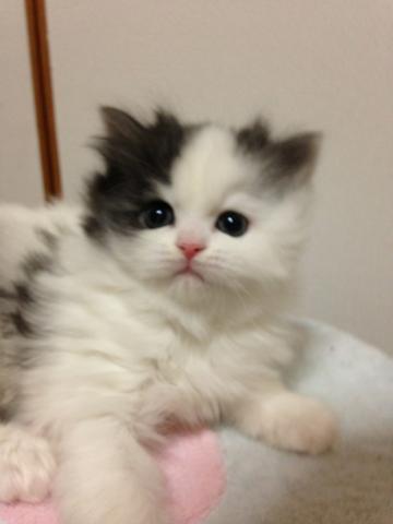 スコティッシュフォールド