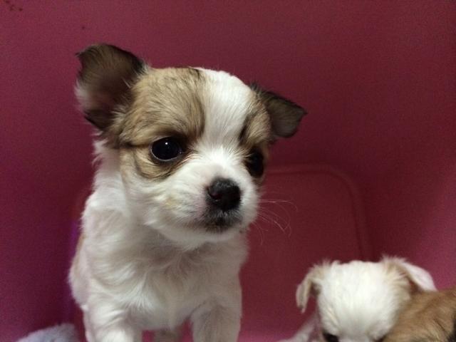 チワワ（ロングコート）