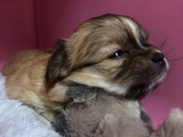 チワワ（ロングコート）