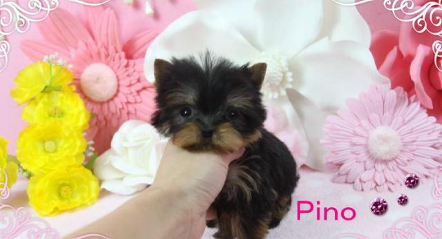 ヨークシャーテリア