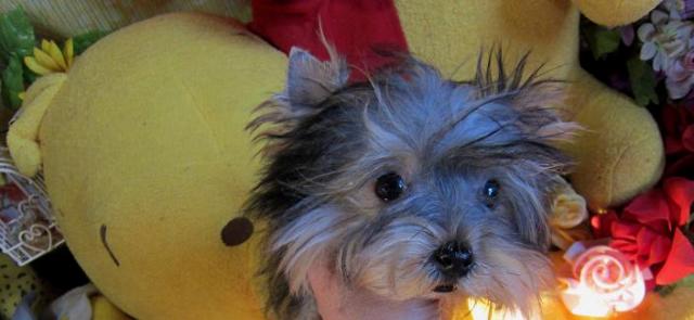 ヨークシャーテリア