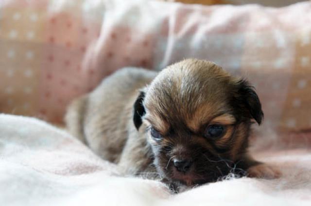 チベタンスパニエル