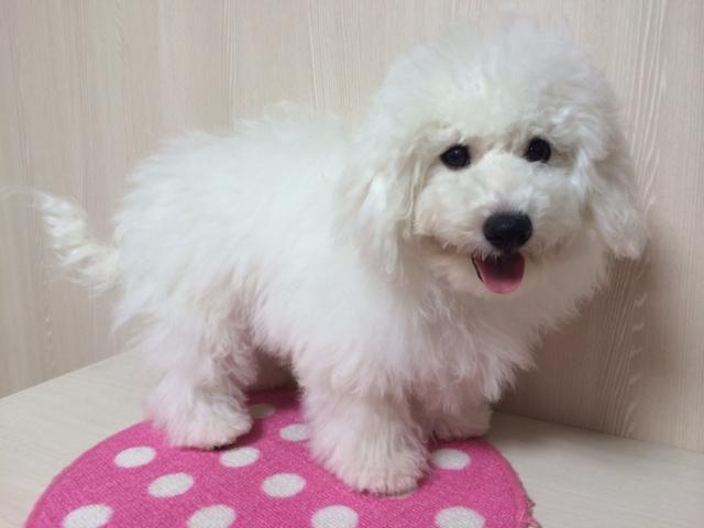 ビションフリーゼ