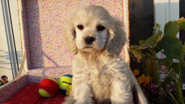 アメリカンコッカースパニエル