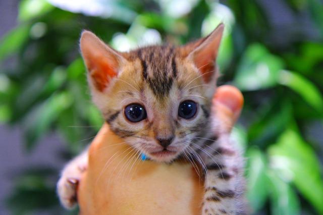 ベンガル　ブラウン・スポテッド・タビー