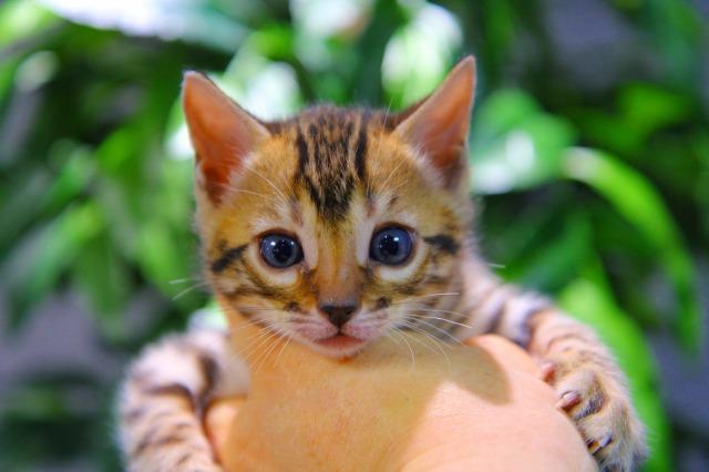 ベンガル　ブラウン・スポテッド・タビー