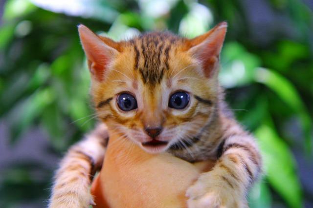 ベンガル　ブラウン・ロゼット