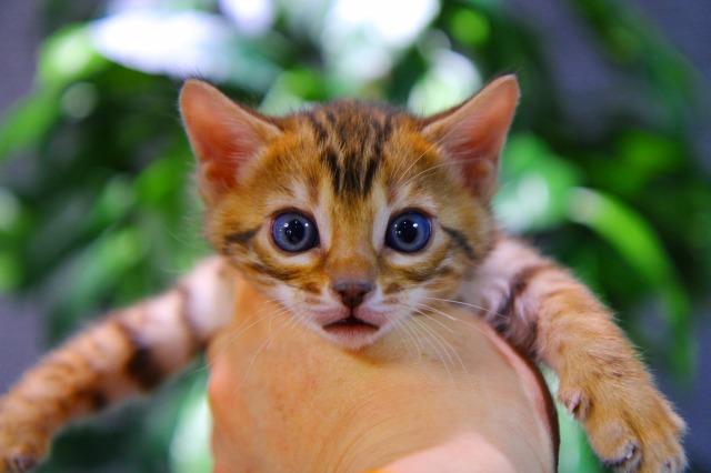 ベンガル　ブラウン・スポテッド・タビー