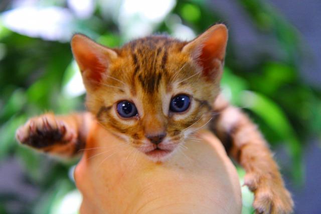 ベンガル　ブラウン・ロゼット