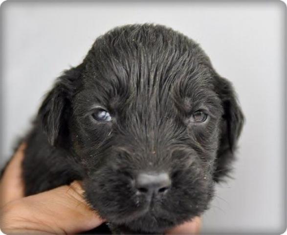 フラットコーテッドレトリーバー