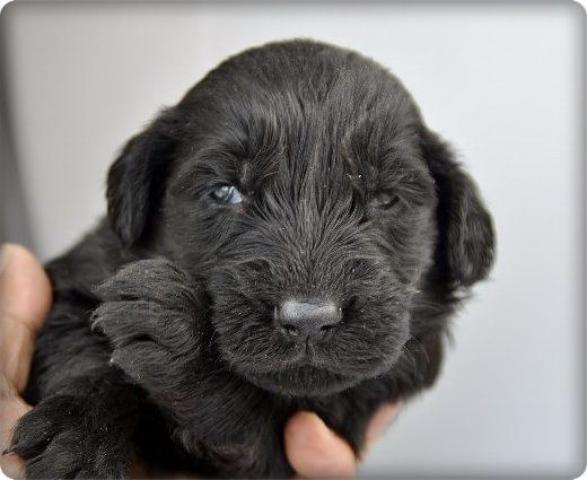 フラットコーテッドレトリーバー