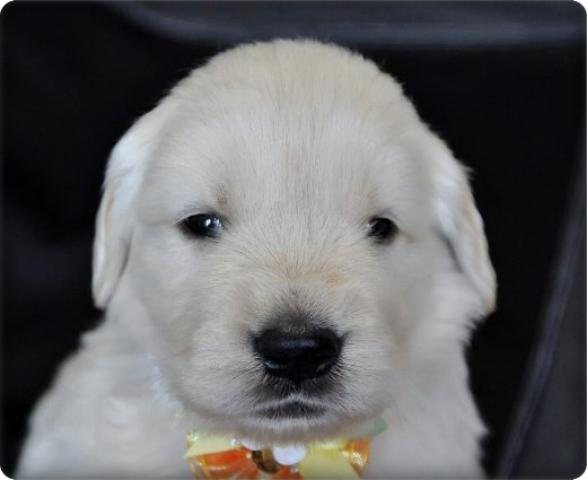 ゴールデンレトリーバー