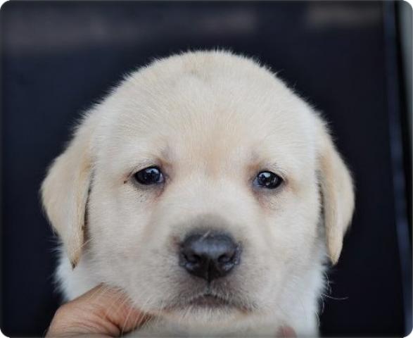 ラブラドールレトリーバー