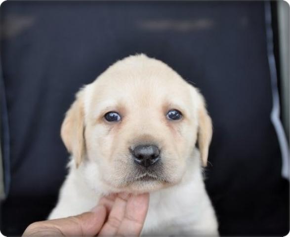 ラブラドールレトリーバー