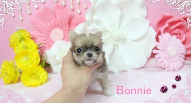 チワワ（ロングコート）