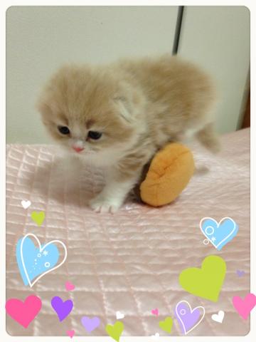 スコティッシュフォールド