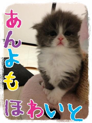 スコティッシュフォールド