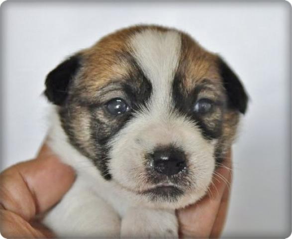 ジャックラッセルテリア