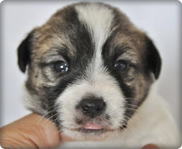 ジャックラッセルテリア