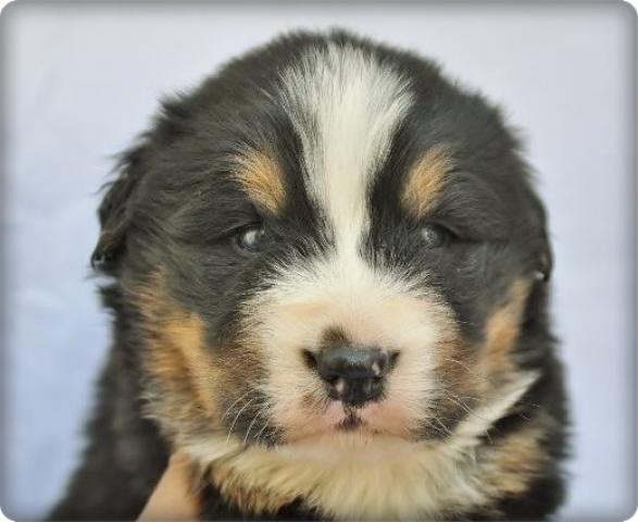 バーニーズマウンテンドッグ