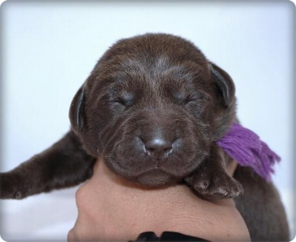 ラブラドールレトリーバー