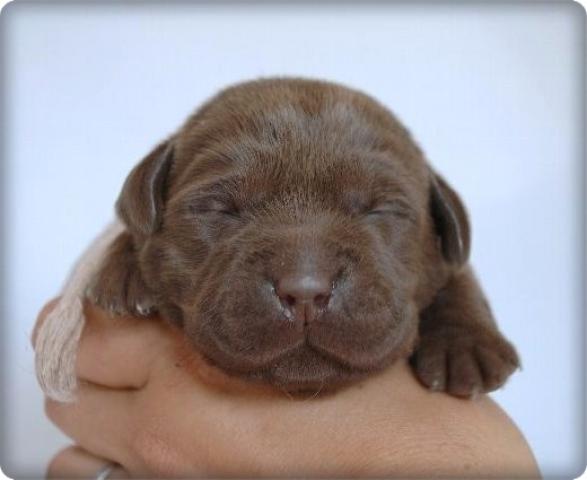 ラブラドールレトリーバー