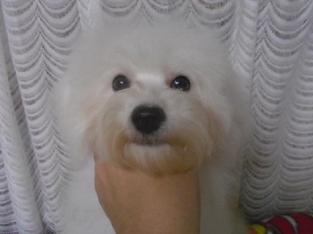 ビションフリーゼ