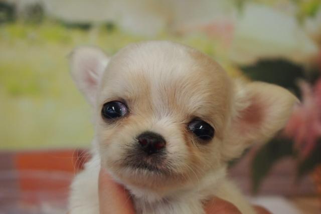 チワワ（ロングコート）