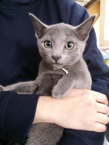 ロシアンブルー