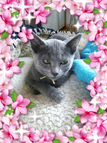 ロシアンブルー