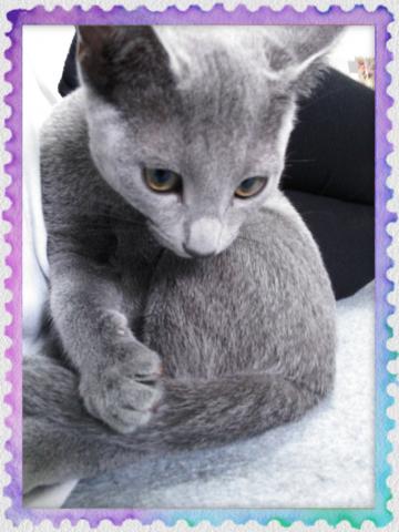 ロシアンブルー