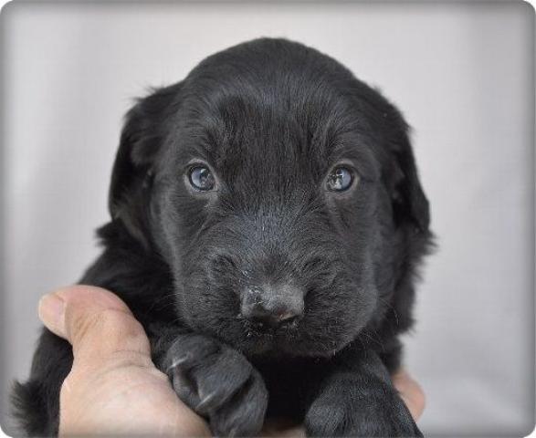 フラットコーテッドレトリーバー