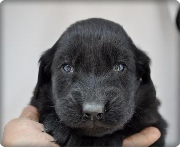 フラットコーテッドレトリーバー