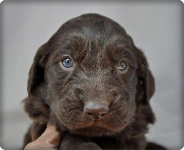 フラットコーテッドレトリーバー