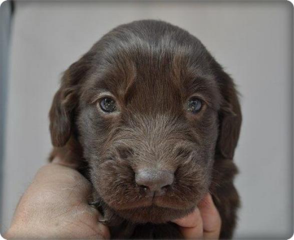 フラットコーテッドレトリーバー