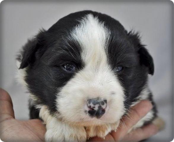 ボーダーコリー