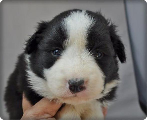 ボーダーコリー