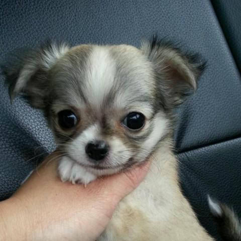 チワワ（ロングコート）