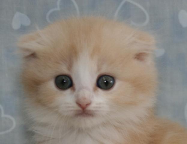 スコティッシュフォールド