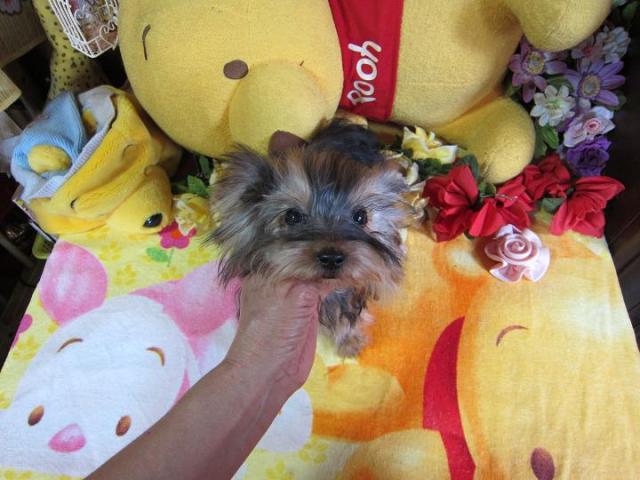 ヨークシャーテリア