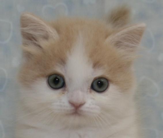 スコティッシュフォールド