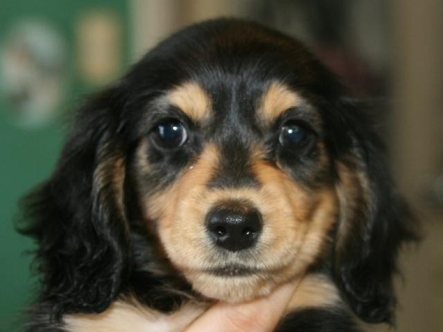 ミニチュアダックスフンド