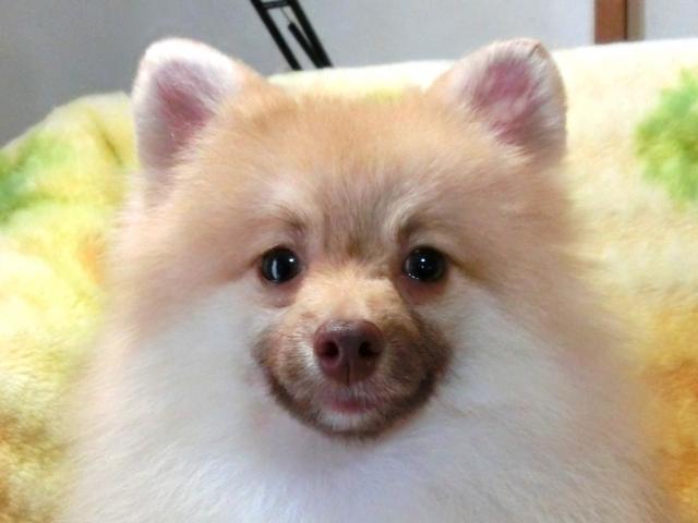ポメラニアン