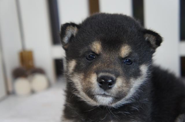 柴犬