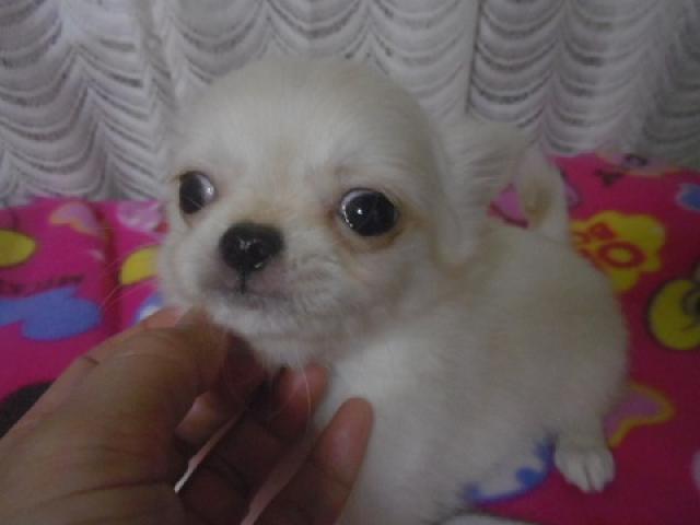 チワワ(ロングコート)