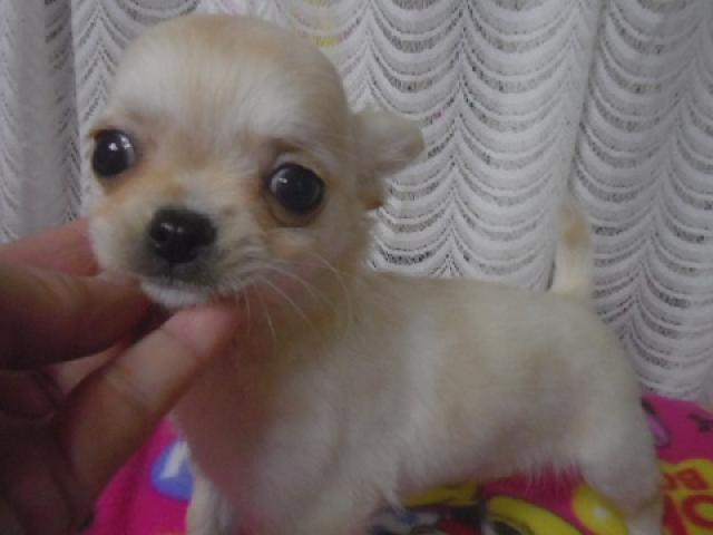 チワワ(スムースコート)