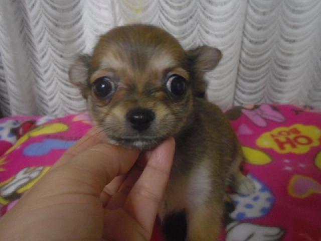 チワワ(ロングコート)