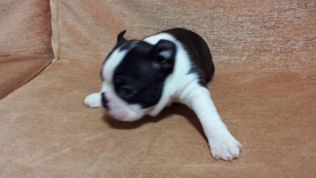 ボストンテリア